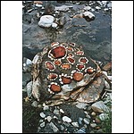 Reinhard Simbürger - Landart
